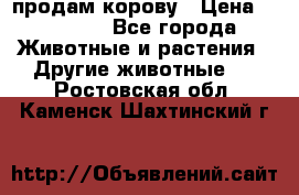 продам корову › Цена ­ 70 000 - Все города Животные и растения » Другие животные   . Ростовская обл.,Каменск-Шахтинский г.